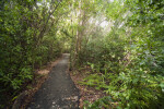 Straight Path Along Gumbo Limbo Trail at Everglades National Park