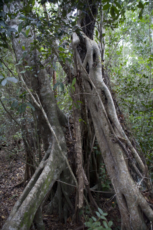 Strangler Fig at Mahogany Hammock of Everglades National Park