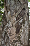 Strangler Fig Branches Engulfing Trunk of a Tree