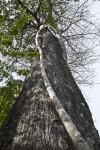 Strangler Fig Climbing Bald Cypress