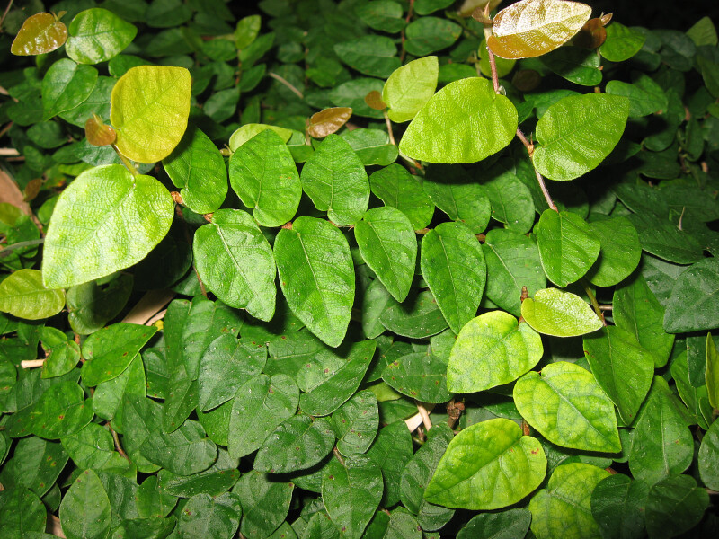 Strangler Fig Leaves