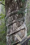 Strangler Fig Wrapped Around Tree