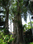 Strangler Fig