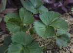 Strawberry Leaves