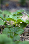 Strawberry Leaves