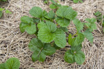 Strawberry Plant