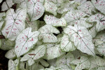 "Strawberry Star" Elephant Ear at the Kanapaha Botanical Gardens