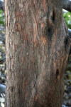 Strawberry Tree Trunk