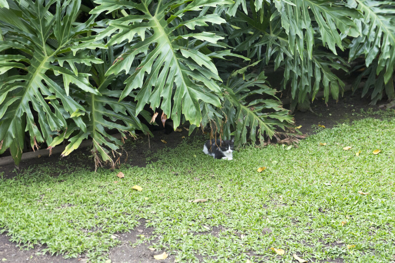 Stray Cat in Costa Rica