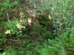 Stream at Devil's Millhopper