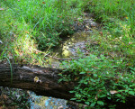 Stream Through Grass