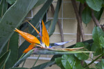 Strelitzia reginae