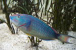 Striped Parrotfish Side View