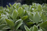 Striped Solomon's Seal