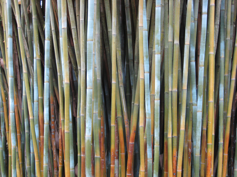 Stripestem Bamboo