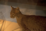 Stuffed Bobcat on Display at the Flamingo Visitor Center of Everglades National Park