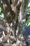 Sturdy Trunk of a Guadalupe Island Cypress Tree