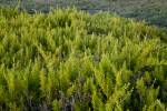 Succulent Bush at the Florida Campgrounds of Everglades National Park