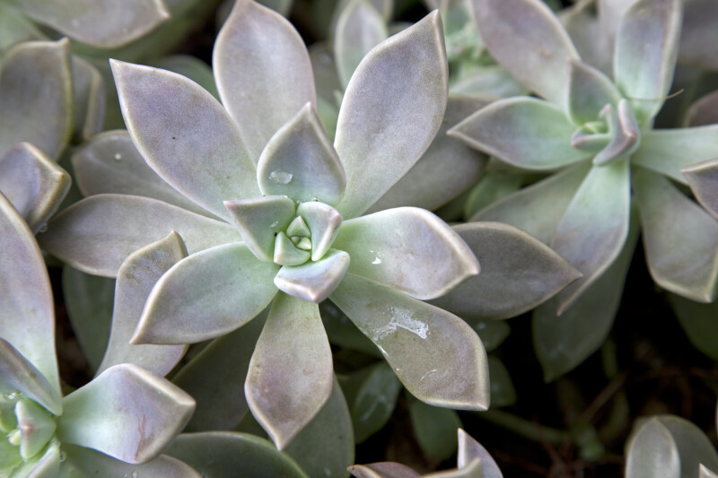 Succulent Gray Ghost Plant Leaves