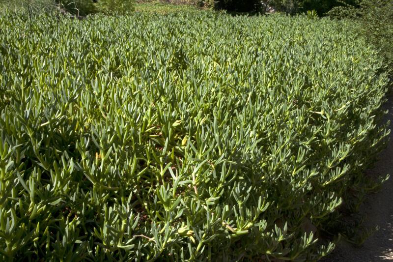 Succulent Hedge
