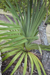 Succulent Plant at The Fruit and Spice Park