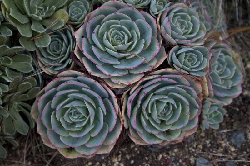 Succulent Plant With Bluish-Green Leaves