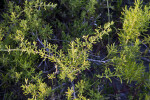 Succulent Plant with Branching Leaves