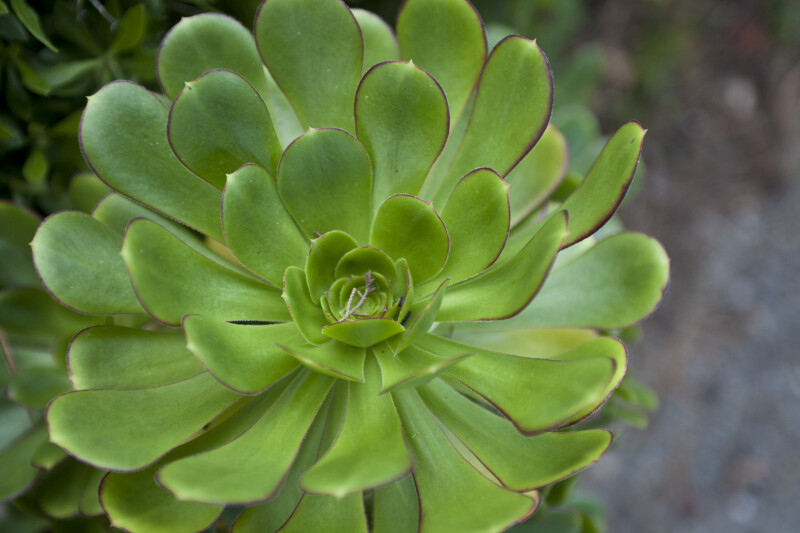Succulent Plant With Bright Green Leaves