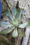 Succulent Plant with Dully-Colored Leaves at the Kanapaha Botanical Gardens
