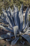 Succulent Plant with Large, Serrated, Grey Leaves