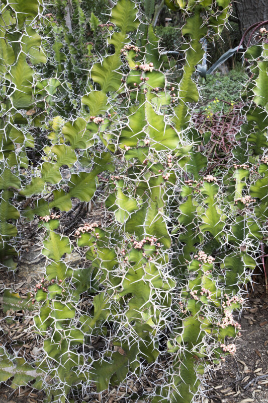 Succulent Plant with Many Prickles
