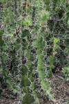 Succulent Plant with Multiple Prickles