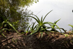 Succulent Plant with Thorny Leaves at the Kanapaha Botanical Gardens