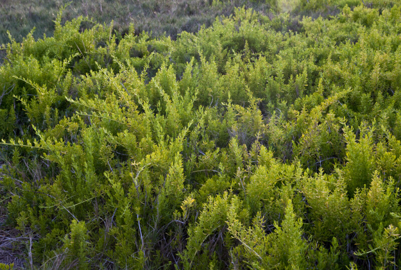 Succulent Shrub at the Florida Campgrounds of Everglades National Park