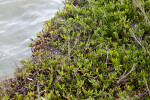 Succulent Shrub Growing Near Water