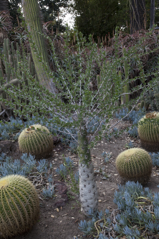 Succulent Shrub Surrounded by Barrel Cacti and Senecio Plants