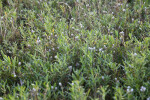 Succulent Shrub with Tiny Flowers