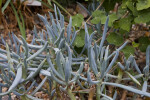 Succulent Stems and Leaves