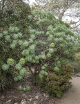 Succulent Tree with Numerous Leaf Clusters