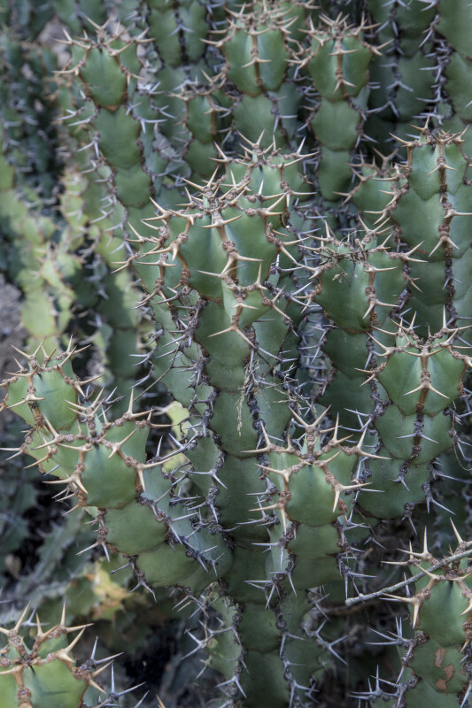 Succulent with Numerous, Two-Pronged Prickles