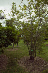 Sugar Apple Tree