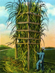 Sugar Cane Rack