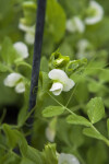 Sugar Sprint Pea Blossoms