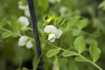 Sugar Sprint Pea Flowers