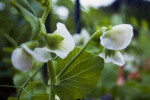 Sugar Sprint Pea Plant