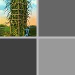 Sugarcane photographs