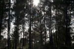 Sun and Pine Trees