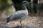 Sun Bittern