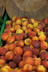 Sun Blush Peaches