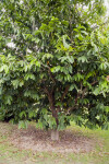 Sun Sapote Tree